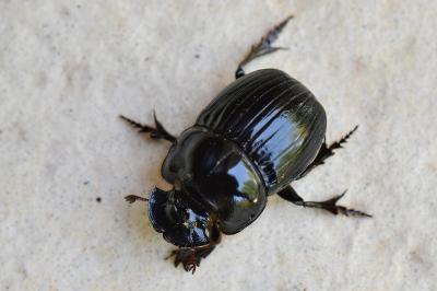 Copris lunaris