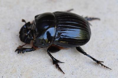Copris lunaris