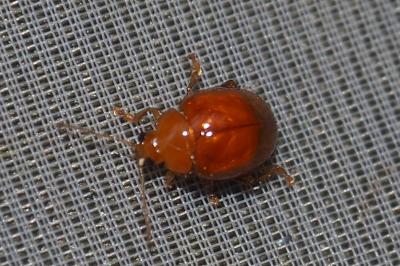 Sphaeroderma