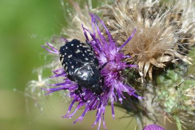 Oxythyrea funesta