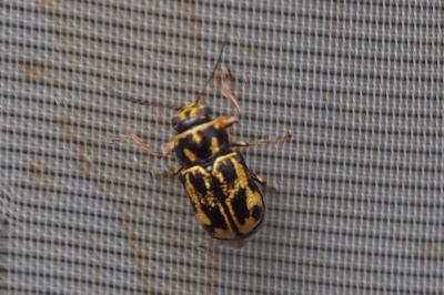 Pachybrachis