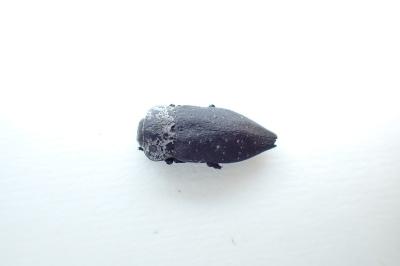 Capnodis tenebrionis