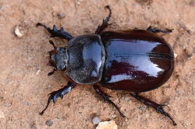 Oryctes nasicornis
