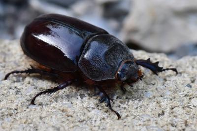 Oryctes nasicornis