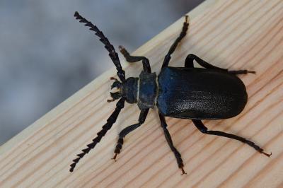 Prionus coriarius