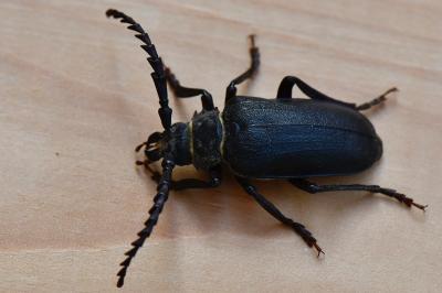 Prionus coriarius