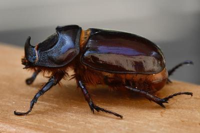 Oryctes nasicornis