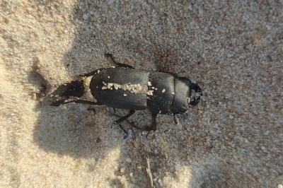 Dorcus parallelipipedus