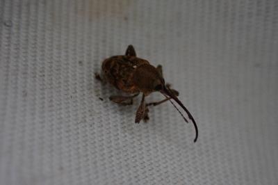 Curculio glandium