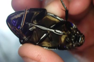 Hydrophilus piceus