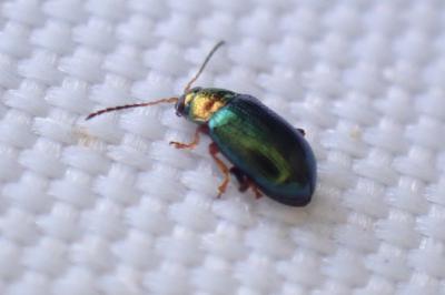 Crepidodera aurata