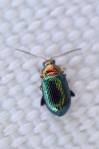 Crepidodera aurata