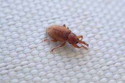 Dorytomus melanophthalmus