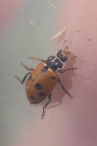 Hippodamia variegata