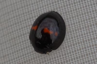 Chilocorus bipustulatus