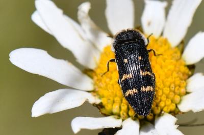 Acmaeoderella flavofasciata