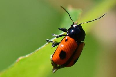 Cryptocephalus bipunctatus