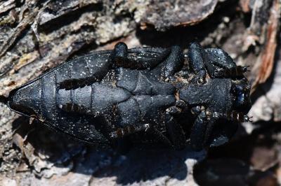 Capnodis tenebrionis