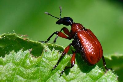 Apoderus coryli