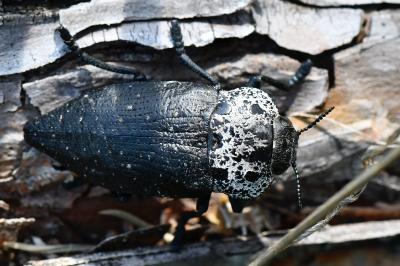 Capnodis tenebrionis