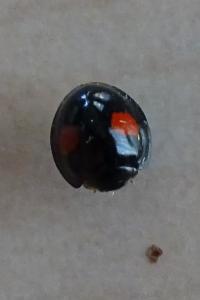 Chilocorus renipustulatus