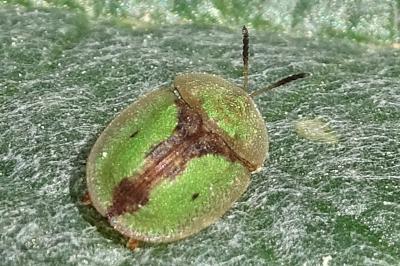 Cassida vibex