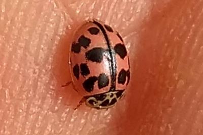 Oenopia conglobata