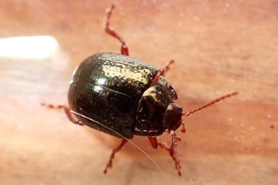 Chrysolina bankii