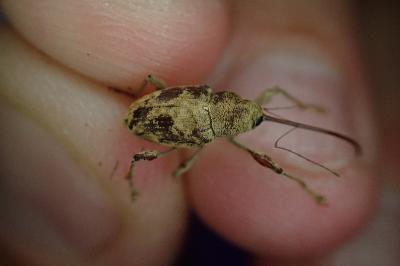 Curculio elephas