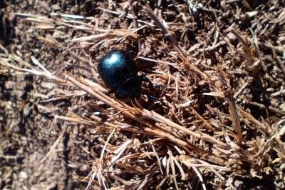 Timarcha goettingensis