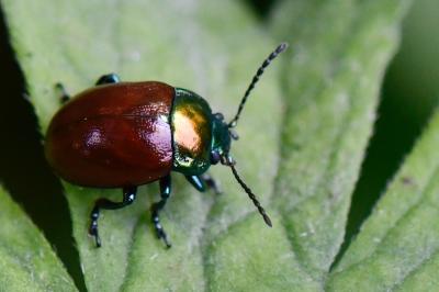 Chrysolina polita