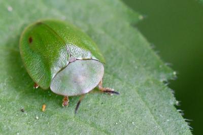 Cassida viridis