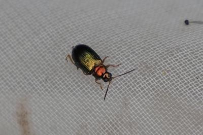 Crepidodera aurata