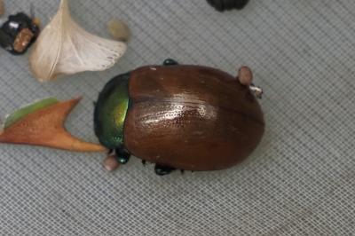 Chrysolina polita
