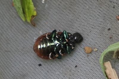 Chrysolina polita