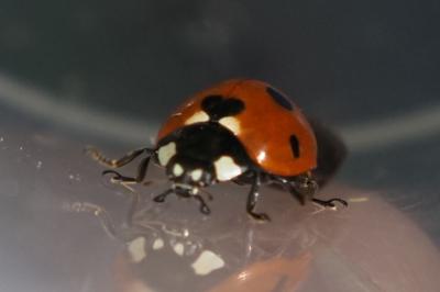 Coccinella septempunctata