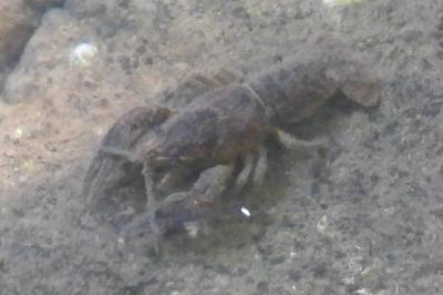 Astacus astacus