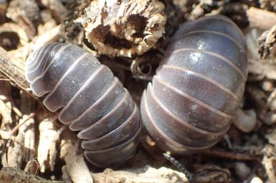 Armadillo officinalis