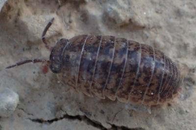 Armadillidium arcangelii