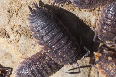 Porcellio scaber