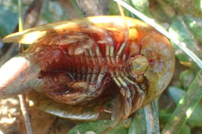 Triops cancriformis