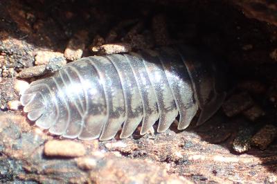 Armadillidium nasatum
