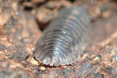 Armadillidium nasatum
