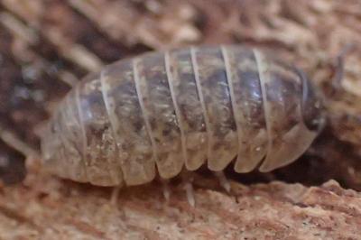 Armadillidium vulgare