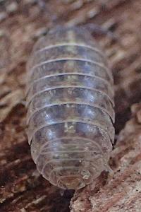 Armadillidium vulgare