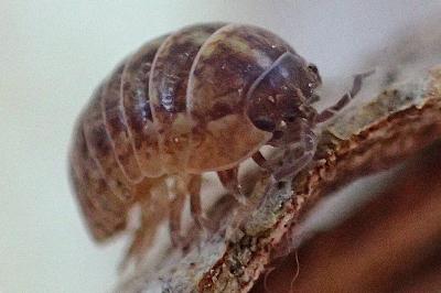 Armadillidium vulgare