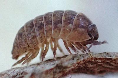 Armadillidium vulgare