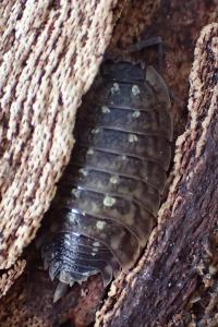 Oniscus asellus