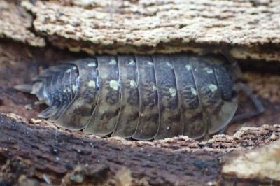 Oniscus asellus