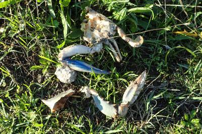 Callinectes sapidus